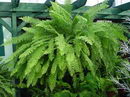Sword Fern